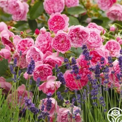Heirloom Roses Harlow Carr™ Best