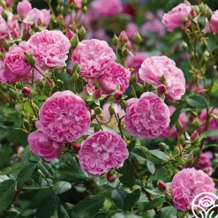 Heirloom Roses Harlow Carr™ Best