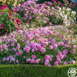 Heirloom Roses Harlow Carr™ Best