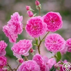 Heirloom Roses Harlow Carr™ Best