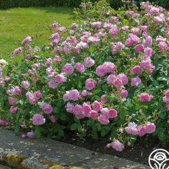 Heirloom Roses Harlow Carr™ Best