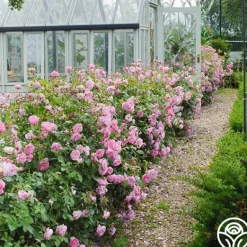 Heirloom Roses Harlow Carr™ Best