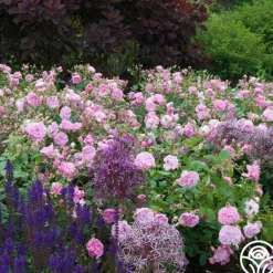 Heirloom Roses Harlow Carr™ Best