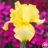Heirloom Roses Harvest of Memories Hot