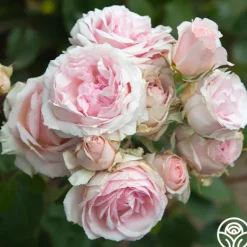 Heirloom Roses Hawkeye Belle Clearance