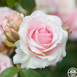 Heirloom Roses Hawkeye Belle Clearance