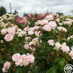Heirloom Roses Hawkeye Belle Clearance