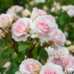 Heirloom Roses Hawkeye Belle Clearance