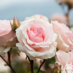 Heirloom Roses Hawkeye Belle Clearance