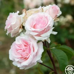 Heirloom Roses Hawkeye Belle Clearance