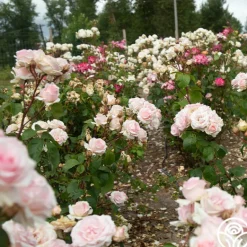 Heirloom Roses Hawkeye Belle Clearance