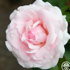 Heirloom Roses Hawkeye Belle Clearance