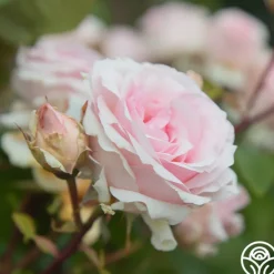 Heirloom Roses Hawkeye Belle Clearance
