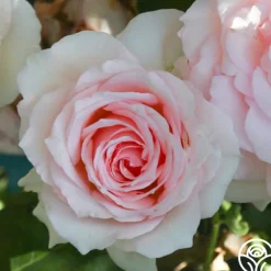 Heirloom Roses Hawkeye Belle Clearance