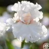 Heirloom Roses Head Over Heels