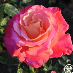 Heirloom Roses Heart O' Gold™