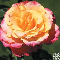 Heirloom Roses Heart O' Gold™