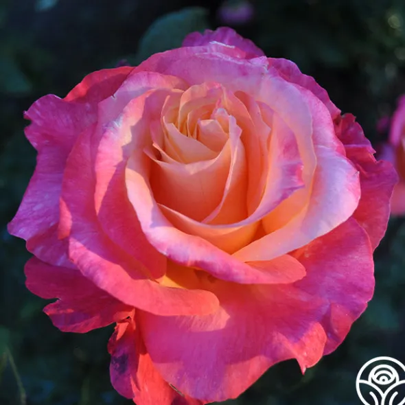 Heirloom Roses Heart O' Gold™