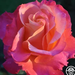 Heirloom Roses Heart O' Gold™