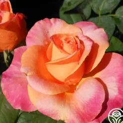 Heirloom Roses Heart O' Gold™