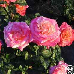 Heirloom Roses Heart O' Gold™
