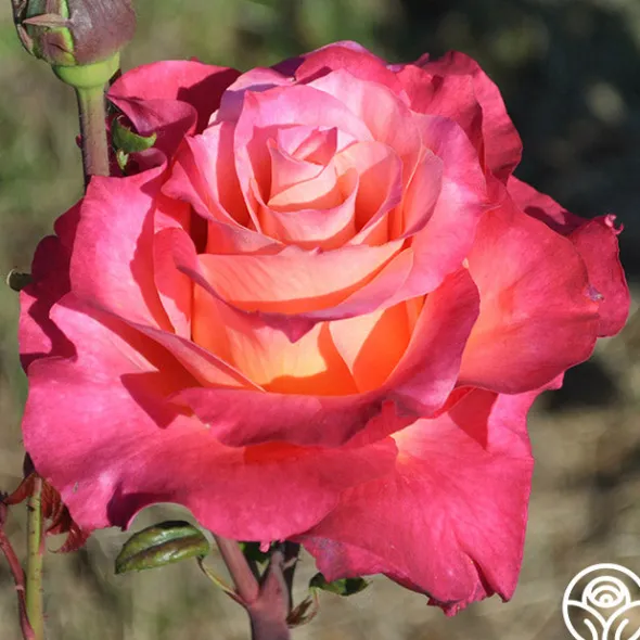Heirloom Roses Heart O' Gold™