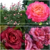 Heirloom Roses Heat-Tolerant Collection