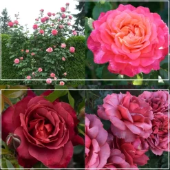 Heirloom Roses Heat-Tolerant Collection