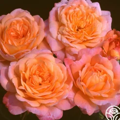 Heirloom Roses Heat-Tolerant Collection