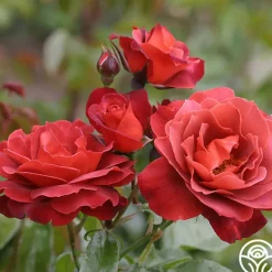 Heirloom Roses Heat-Tolerant Collection