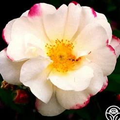 Heirloom Roses Hebe's Lip Sale
