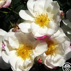 Heirloom Roses Hebe's Lip Sale