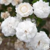 Heirloom Roses Heinrich Blanc Clearance