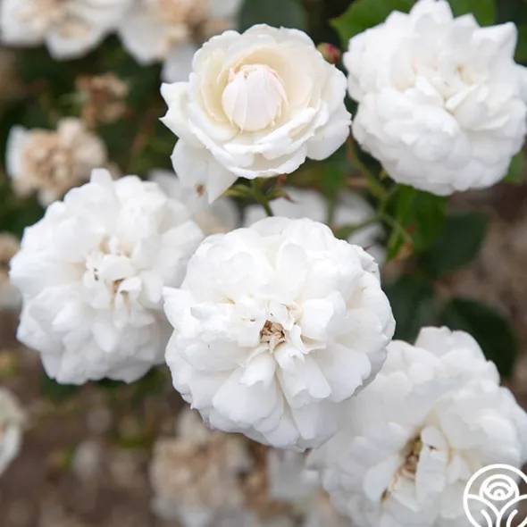 Heirloom Roses Heinrich Blanc Clearance