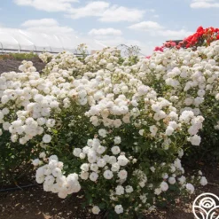 Heirloom Roses Heinrich Blanc Clearance