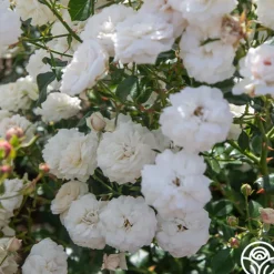 Heirloom Roses Heinrich Blanc Clearance