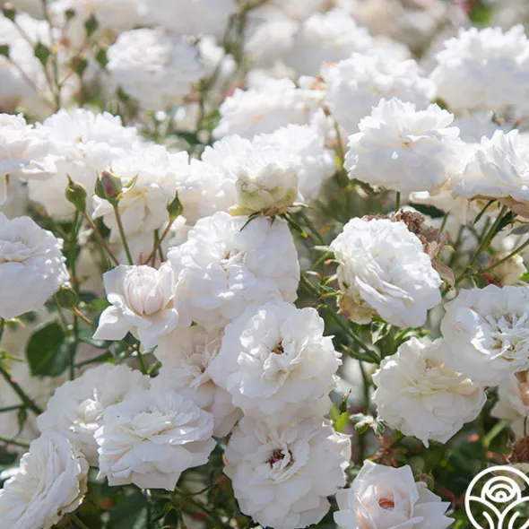 Heirloom Roses Heinrich Blanc Clearance