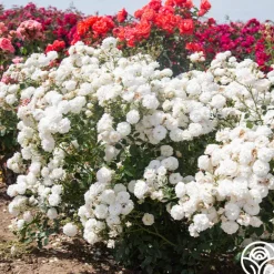 Heirloom Roses Heinrich Blanc Clearance