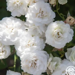 Heirloom Roses Heinrich Blanc Clearance