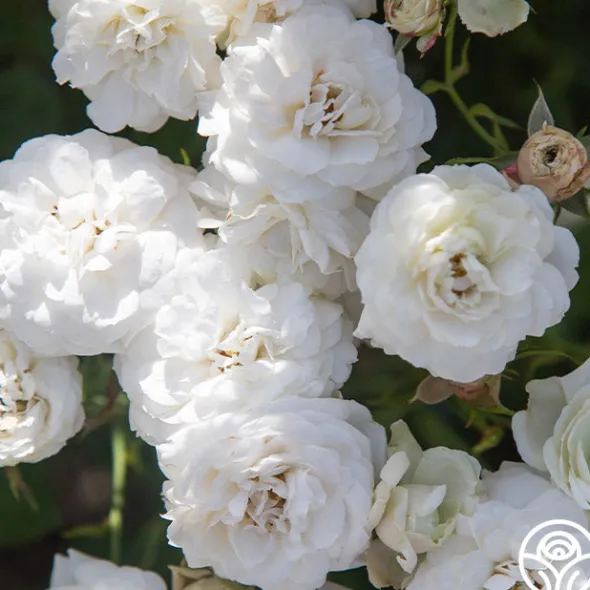 Heirloom Roses Heinrich Blanc Clearance