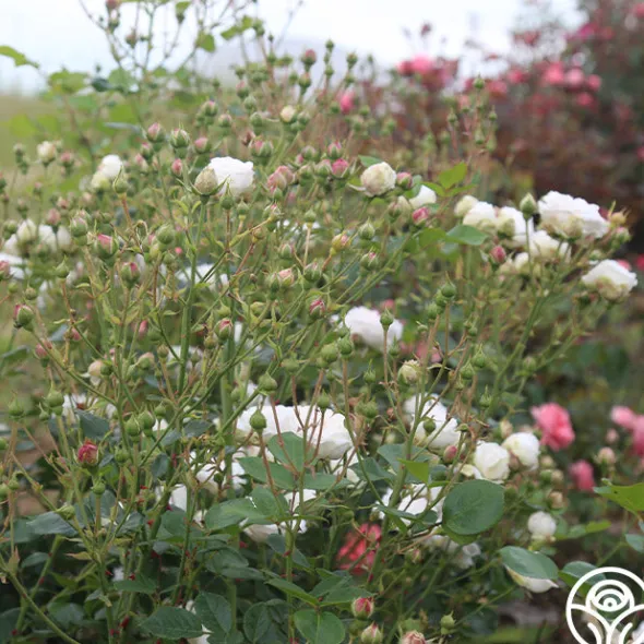 Heirloom Roses Heinrich Blanc Clearance