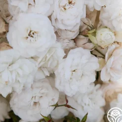 Heirloom Roses Heinrich Blanc Clearance