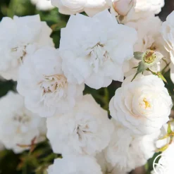Heirloom Roses Heinrich Blanc Clearance