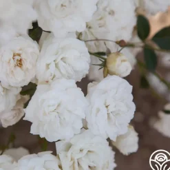 Heirloom Roses Heinrich Blanc Clearance
