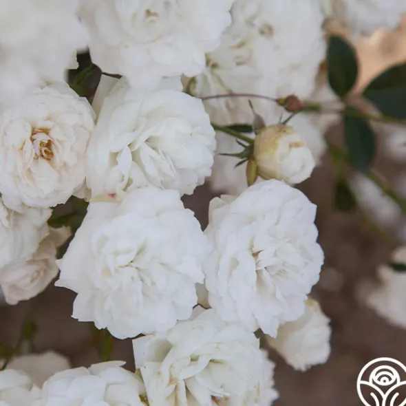 Heirloom Roses Heinrich Blanc Clearance
