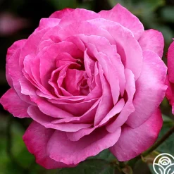 Heirloom Roses Heirloom