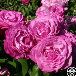 Heirloom Roses Heirloom