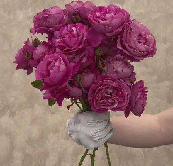 Heirloom Roses Heirloom