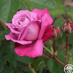 Heirloom Roses Heirloom