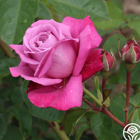 Heirloom Roses Heirloom